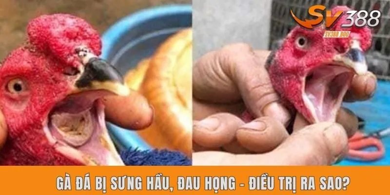 Gà đá bị sưng hầu, đau họng – Điều trị ra sao?