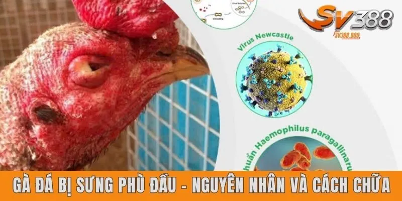 Gà đá bị sưng phù đầu – Nguyên nhân và cách chữa
