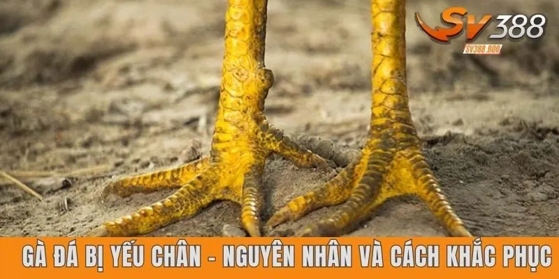 Gà đá bị yếu chân – Nguyên nhân và cách khắc phục