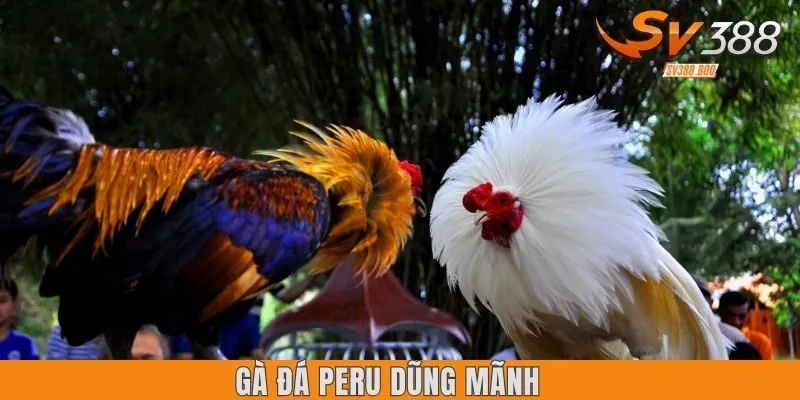 Gà đá Peru dũng mãnh