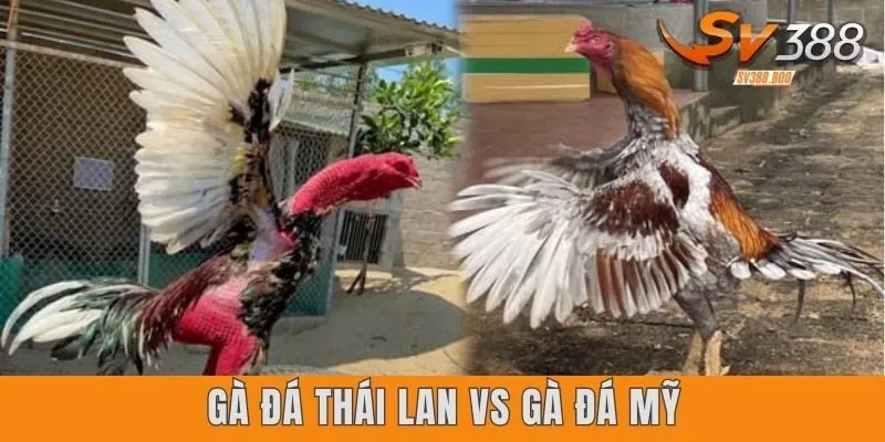 Gà đá Thái Lan vs gà đá Mỹ