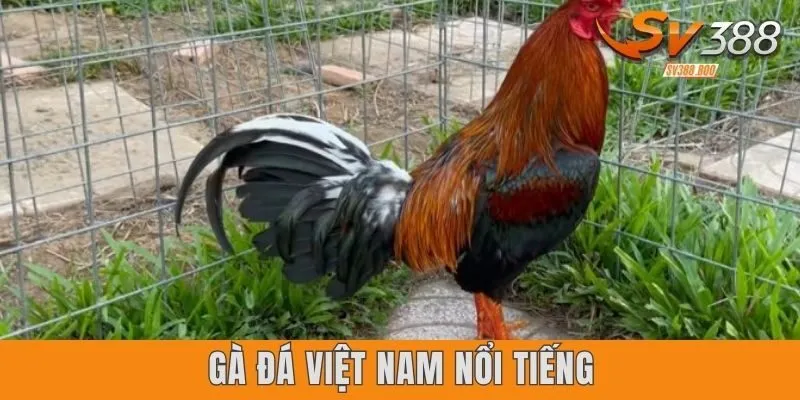 Giống Gà Đá Việt Nam Nổi Tiếng