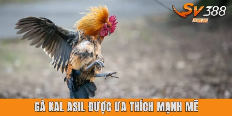 Gà Kal Asil được ưa thích mạnh mẽ
