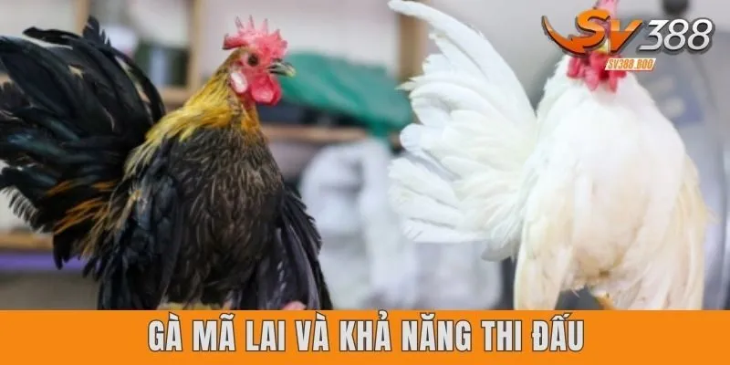 Gà Mã Lai và khả năng thi đấu dũng mãnh