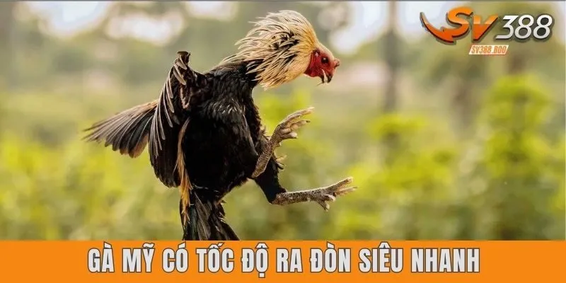Gà Mỹ có tốc độ ra đòn siêu nhanh