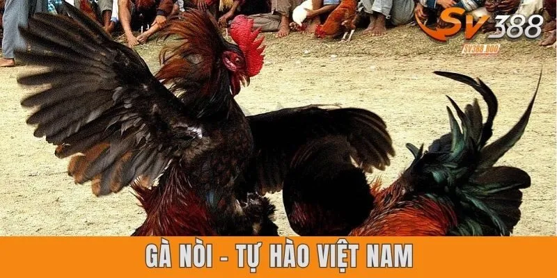 Gà nòi - Tự hào Việt Nam