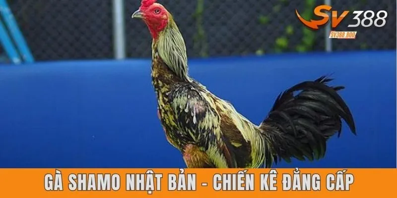 Gà Shamo Nhật Bản – chiến kê đẳng cấp