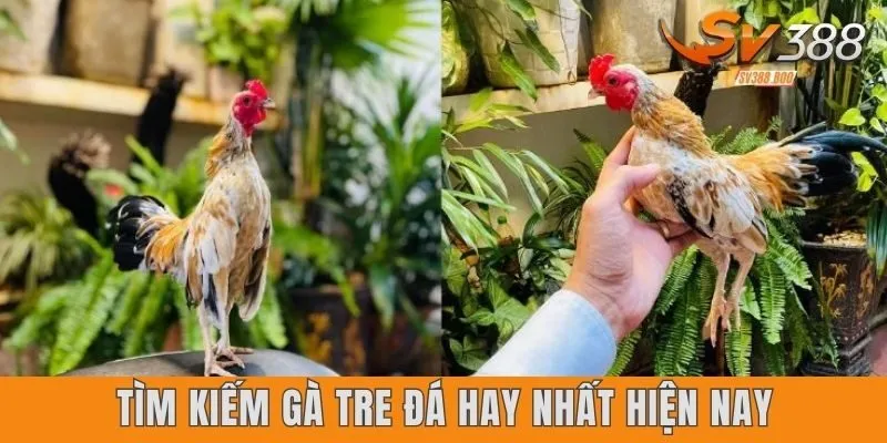 Gà tre đá hay nhất hiện nay