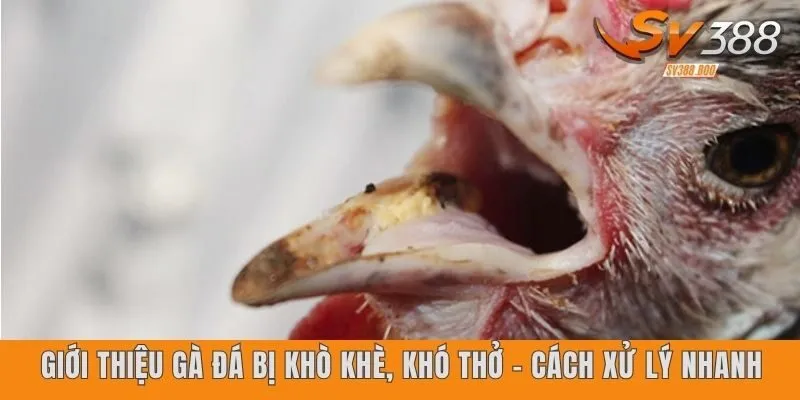 Gà Đá Bị Khò Khè, Khó Thở