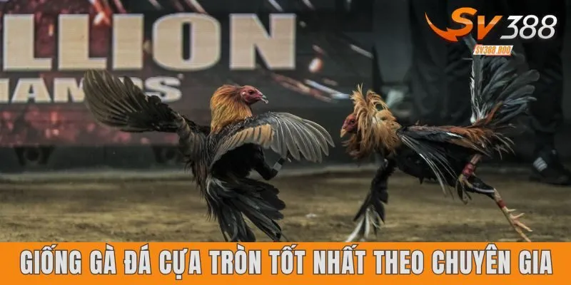 Giống Gà Đá Cựa Tròn Tốt Nhất