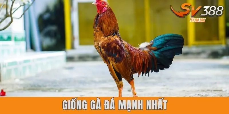 Giống gà đá mạnh nhất