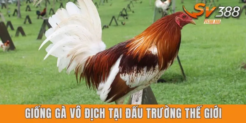 Giống gà vô địch tại đấu trường thế giới