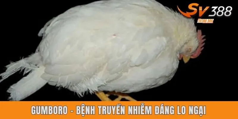 Gumboro - Bệnh truyền nhiễm đáng lo ngại