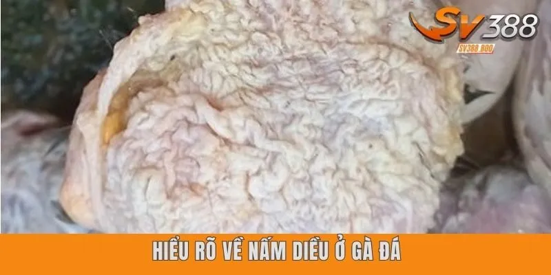 Hiểu rõ về nấm diều ở gà đá
