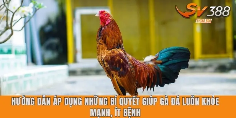 Hướng dẫn áp dụng những bí quyết giúp gà đá luôn khỏe mạnh, ít bệnh