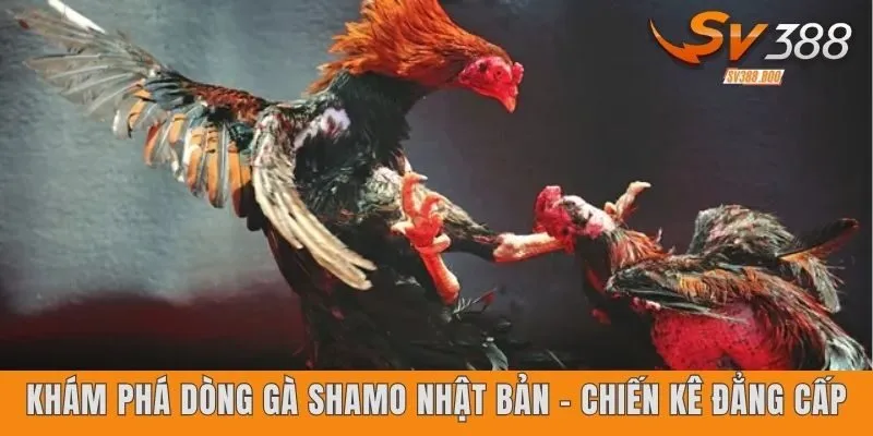 Khám phá dòng gà Shamo Nhật Bản – chiến kê đẳng cấp