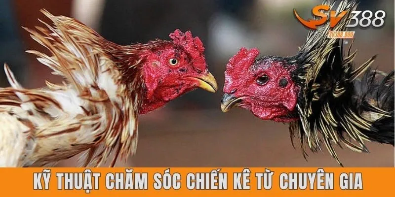 Kỹ thuật chăm sóc chiến kê từ chuyên gia