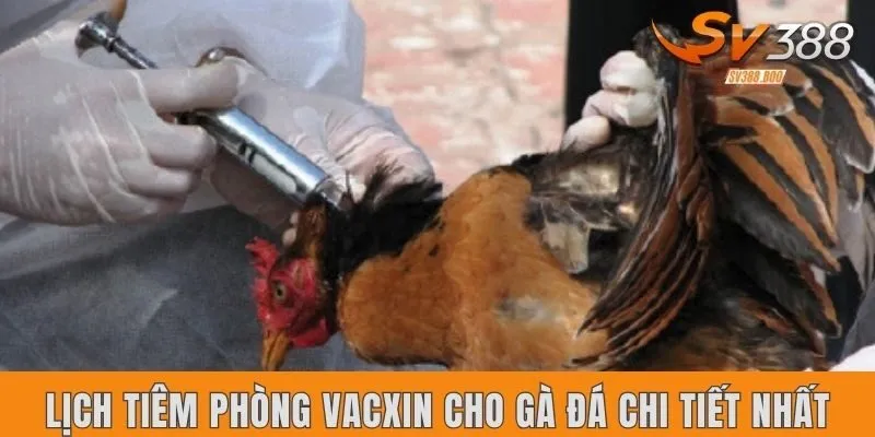 Lịch tiêm phòng vacxin cho gà đá chi tiết nhất