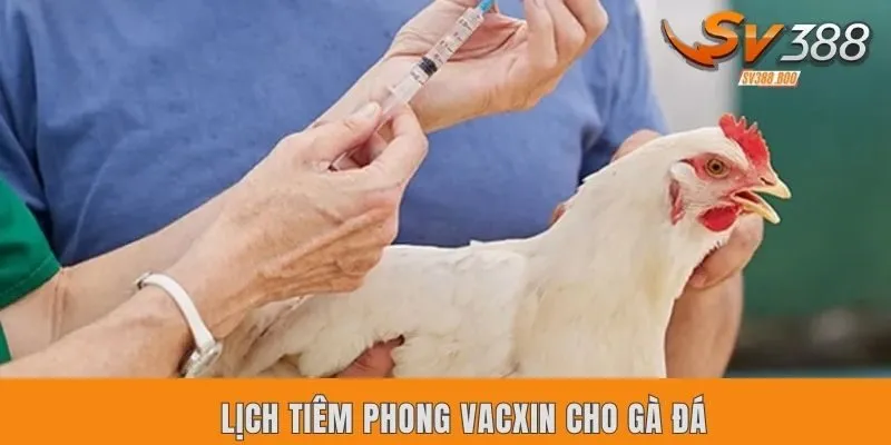 Lịch Tiêm Phòng Vacxin Cho Gà Đá