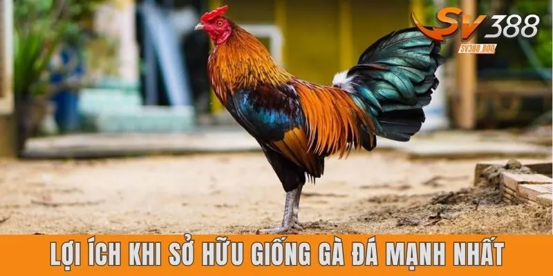 Lợi ích khi sở hữu giống gà đá mạnh nhất