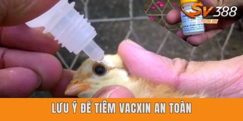 Lưu ý để tiếp nhận vacxin an toàn