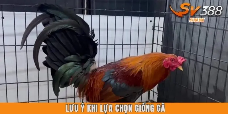 Lưu ý khi lựa chọn giống gà
