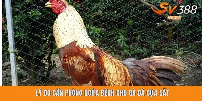 Lý do cần phòng ngừa bệnh cho gà đá cựa sắt 