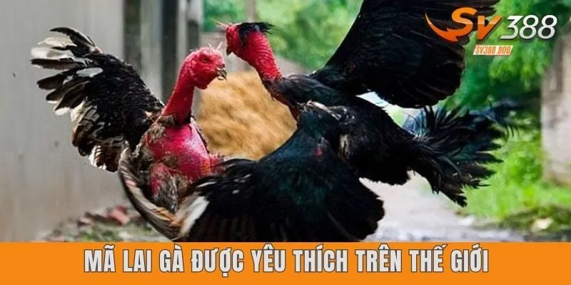 gà Mã Lai được yêu thích trên thế giới