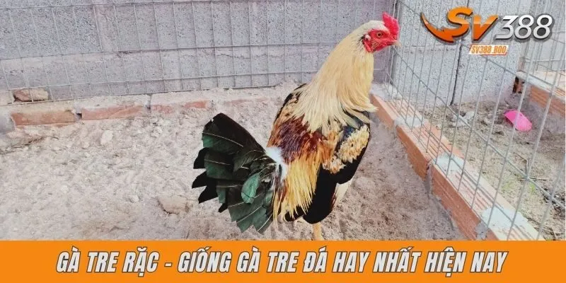 Mon - che - Gà tre đá hay nhất hiện nay