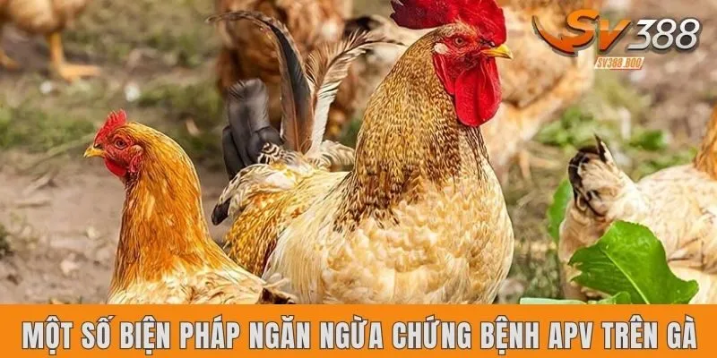 Một số biện pháp ngăn ngừa chứng bệnh APV trên gà