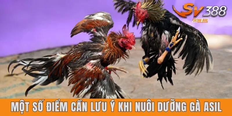 Một số điểm cần lưu ý khi nuôi dưỡng kê Asil