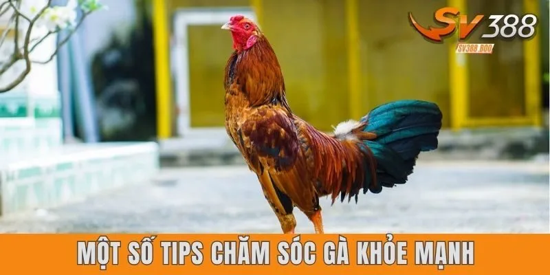 Một số tips chăm sóc gà khỏe mạnh