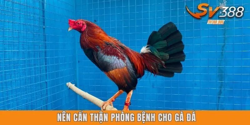 Nên cẩn thận phòng bệnh cho gà đá