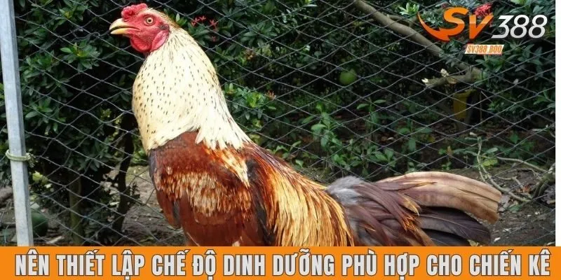 Nên thiết lập chế độ dinh dưỡng phù hợp cho chiến kê
