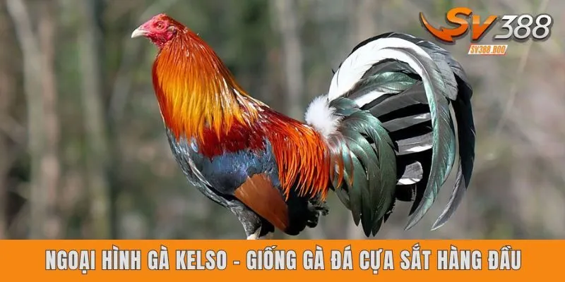 Ngoại hình gà Kelso - giống gà đá cựa sắt hàng đầu