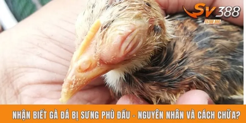 Nhận biết gà đá bị sưng phù đầu - Nguyên nhân và cách chữa?