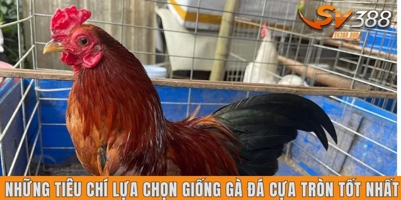 Những tiêu chí lựa chọn giống gà đá cựa dao tốt nhất
