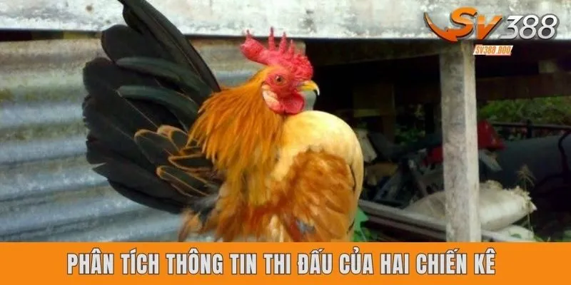 Phân tích thông tin thi đấu của hai chiến kê
