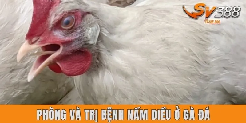 Phòng và trị bệnh nấm diều ở gà đá