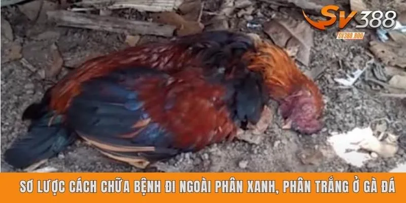 Sơ lược cách chữa bệnh đi ngoài phân xanh, phân trắng ở gà đá