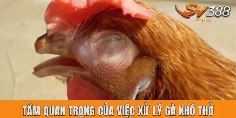 Tầm quan trọng của việc xử lý gà khó thở