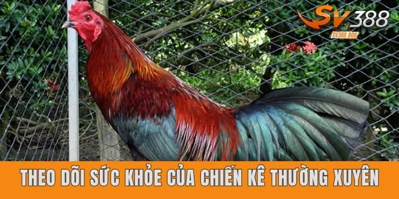 Theo dõi sức khỏe của chiến kê thường xuyên