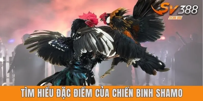 Tìm hiểu đặc điểm của chiến binh Shamo