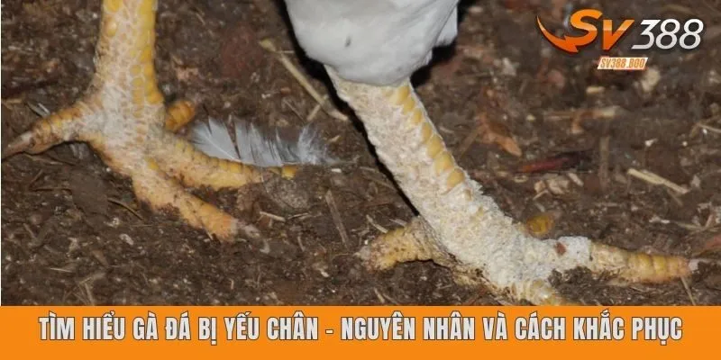 Tìm hiểu gà đá bị yếu chân - Nguyên nhân và cách khắc phục