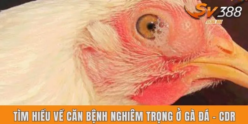 Tìm hiểu về căn bệnh nghiêm trọng ở gà đá - CDR