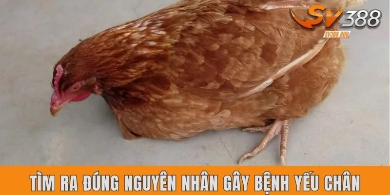 Tìm ra đúng nguyên nhân gây bệnh yếu chân