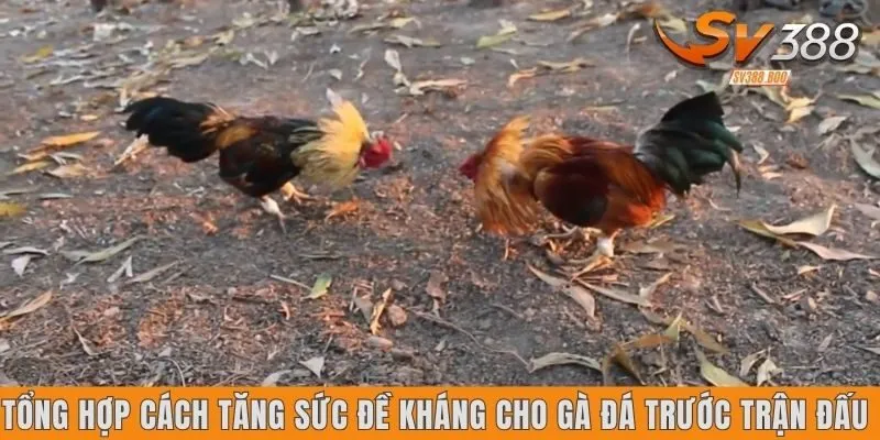 Cách tăng sức đề kháng cho gà đá trước trận đấu