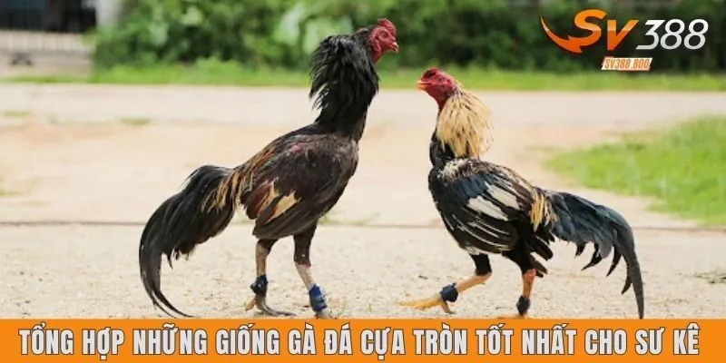 Giống gà đá cựa tròn tốt nhất