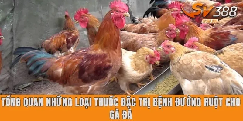 Thuốc đặc trị bệnh đường ruột cho gà đá