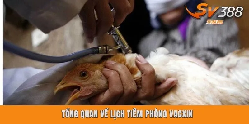 Tổng quan về lịch tiêm phòng vacxin